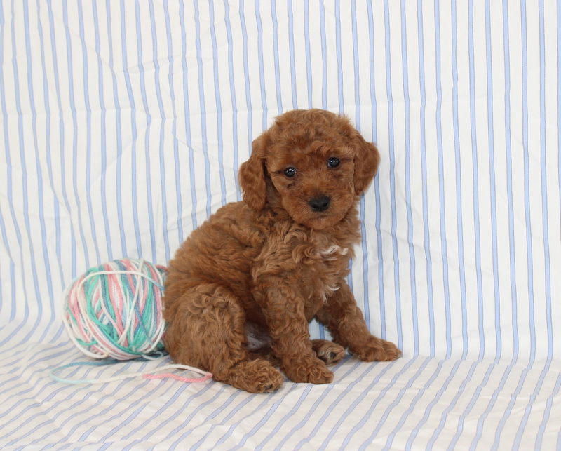puppy, for, sale, Mini F1B Golden Doodle, Matthew B. Stoltzfus, dog, breeder, Gap, PA, dog-breeder, puppy-for-sale, forsale, nearby, find, puppyfind, locator, puppylocator, aca
